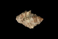 藏品(黃口岩螺(黑痣岩螺))的圖片